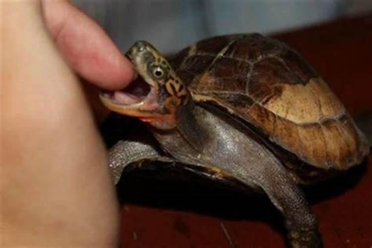 梦到乌龟咬自己的手
