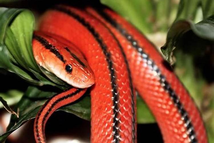 梦到很多红色的蛇是什么意思