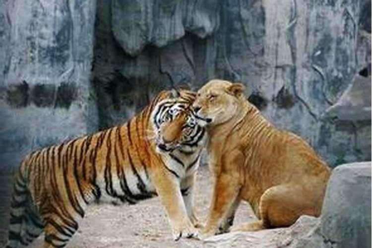梦见狮子老虎很害怕