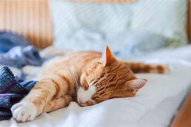梦见床下有猫什么意思