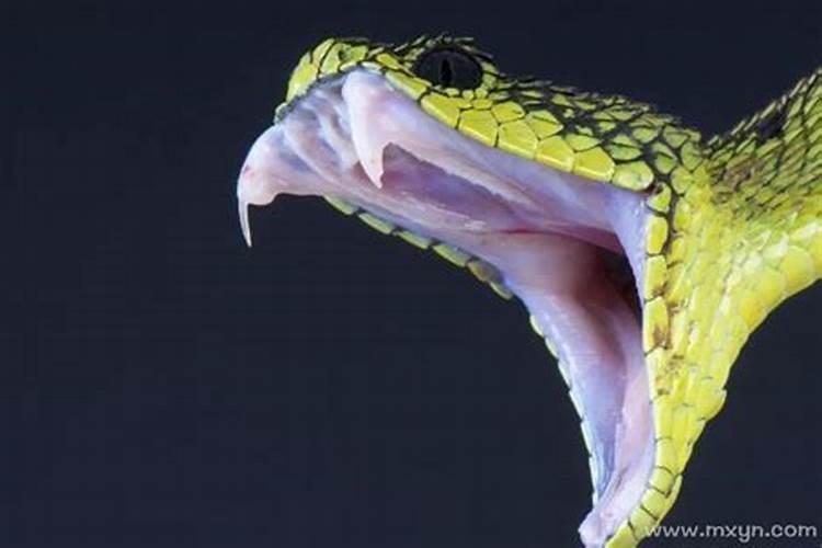梦见蛇咬脸是什么预兆