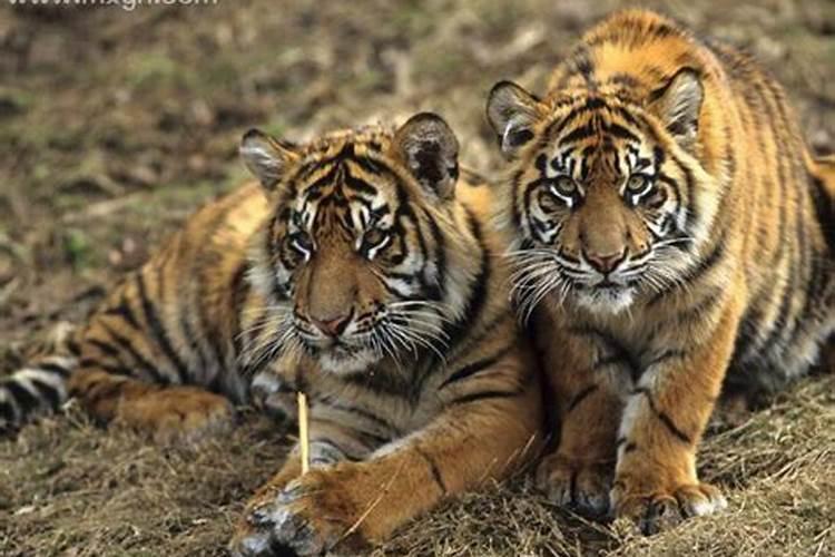 梦见两只老虎进了院子