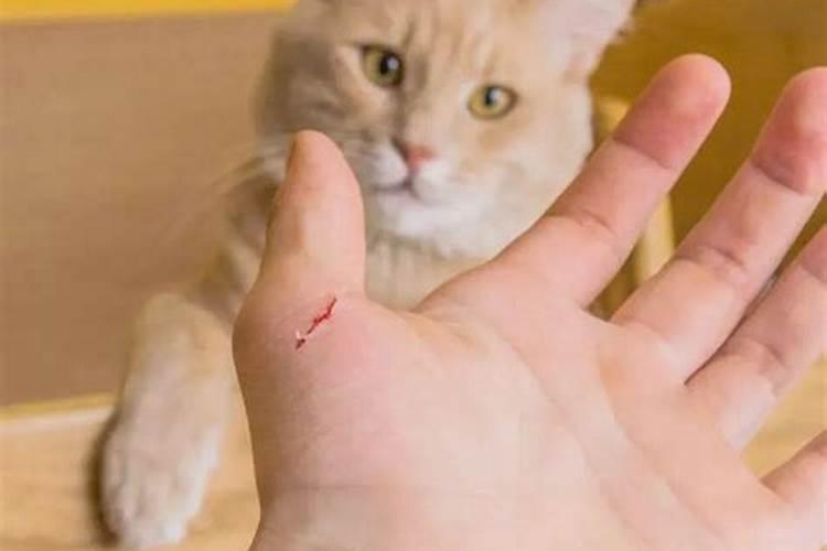 梦见猫咬我手出血预兆