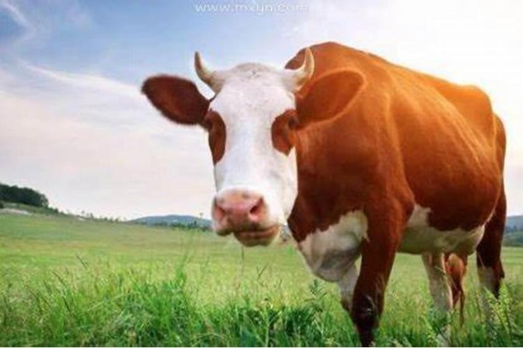 梦见牛是什么预兆吗解梦