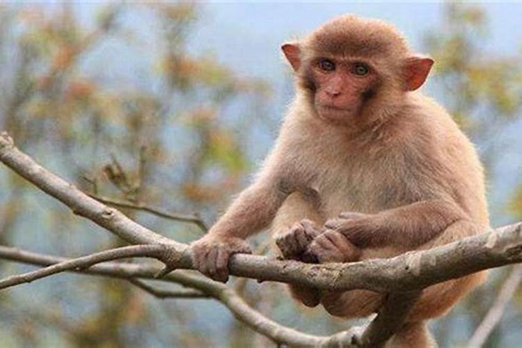 1968年出生的属猴的人的运势