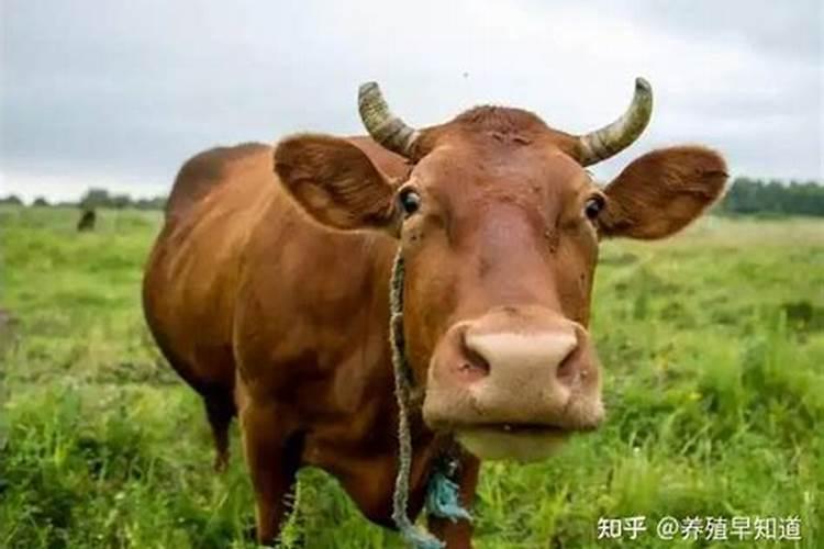 梦见牛吃青草是什么预兆