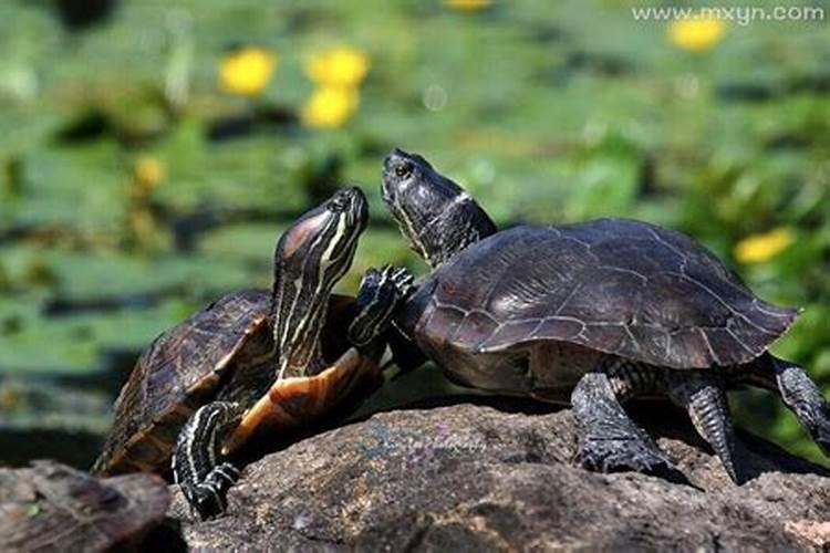 梦到两只龟在水里游