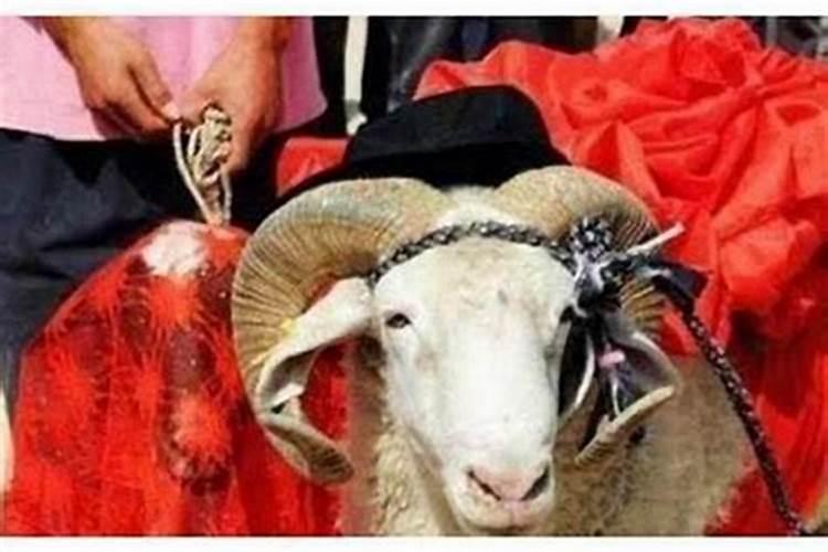 两只羊结婚合婚吗