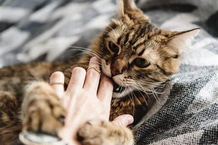 梦见猫咬自己的手是什么意思