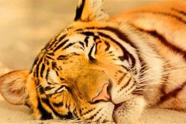 梦见老虎是什么兆头