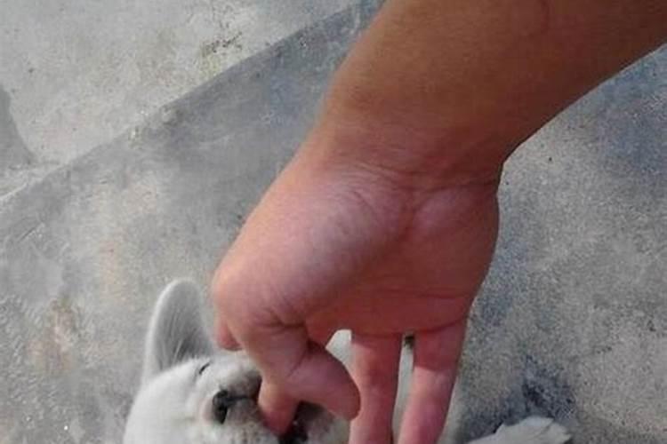 梦见狗咬手指什么预兆呢