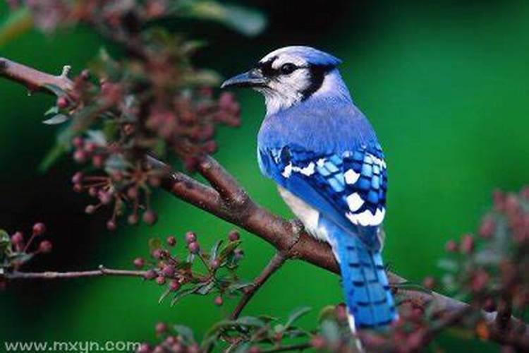 梦见漂亮的鸟是什么预兆解梦