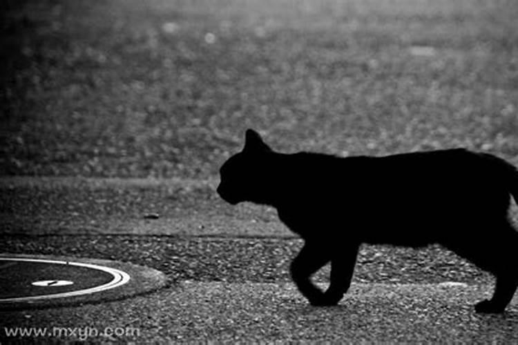 梦见黑猫扑向自己是什么意思