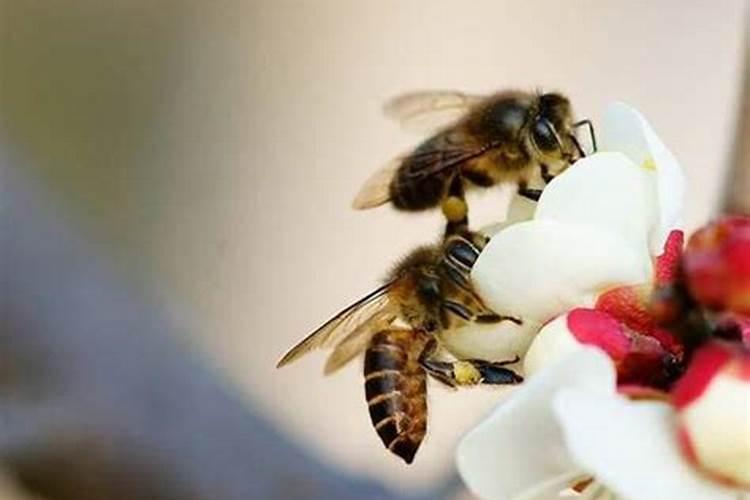 梦到蜜蜂是什么意思