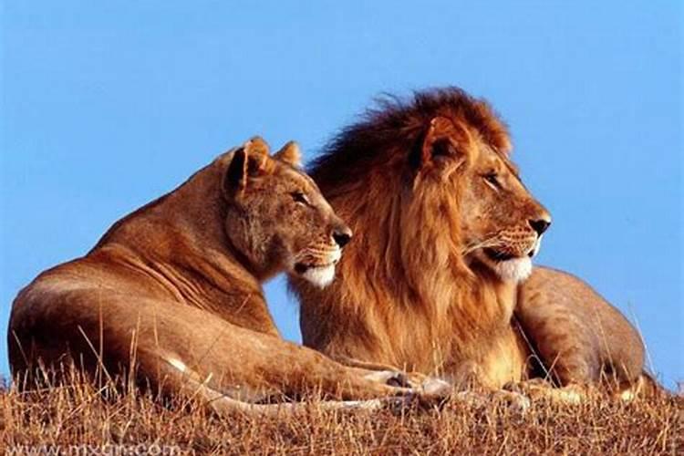 梦见狮子接吻什么预兆