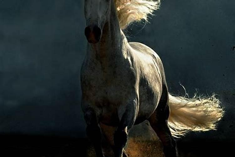 梦见好几匹漂亮的马