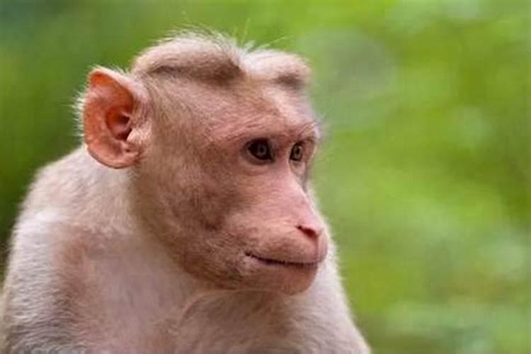 猴子怎么防止犯太岁