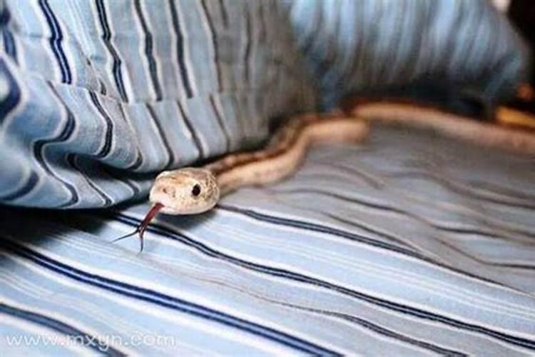 梦见家里睡着一条大蛇