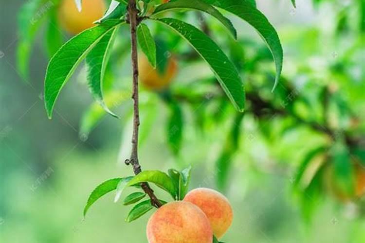 梦见满树成熟的桃子