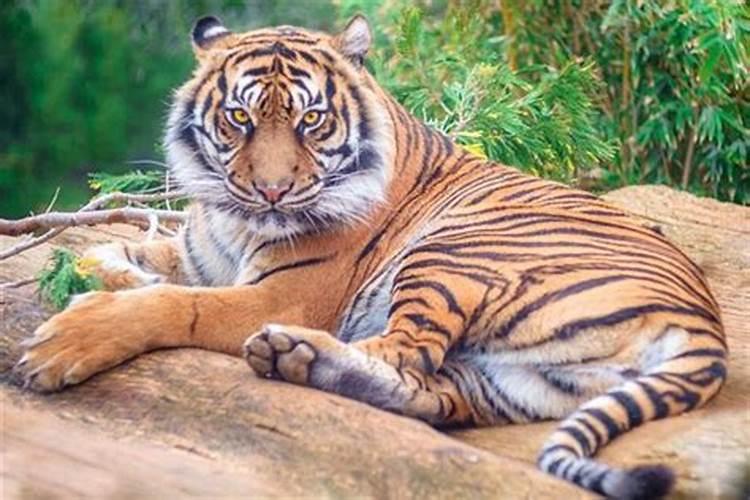 梦到老虎和猫是什么意思周公解梦