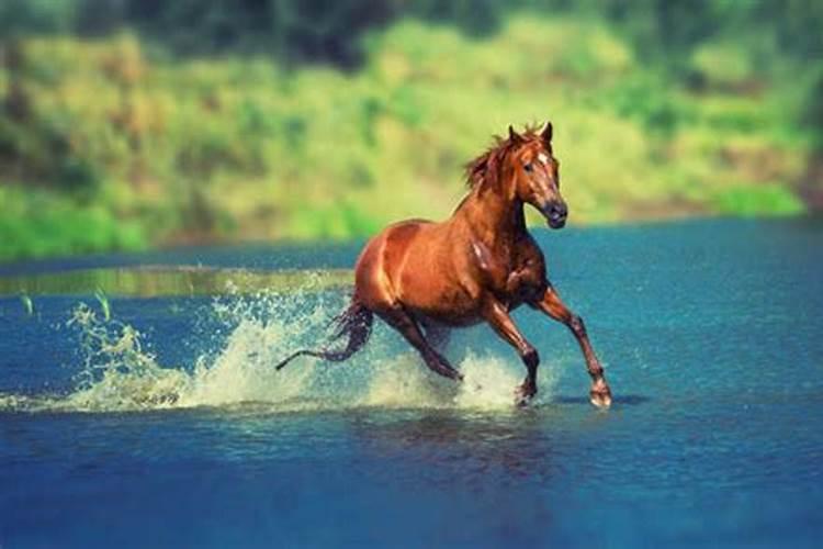 梦见马在水里跑来跑去