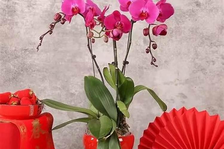 春节买花有什么意思