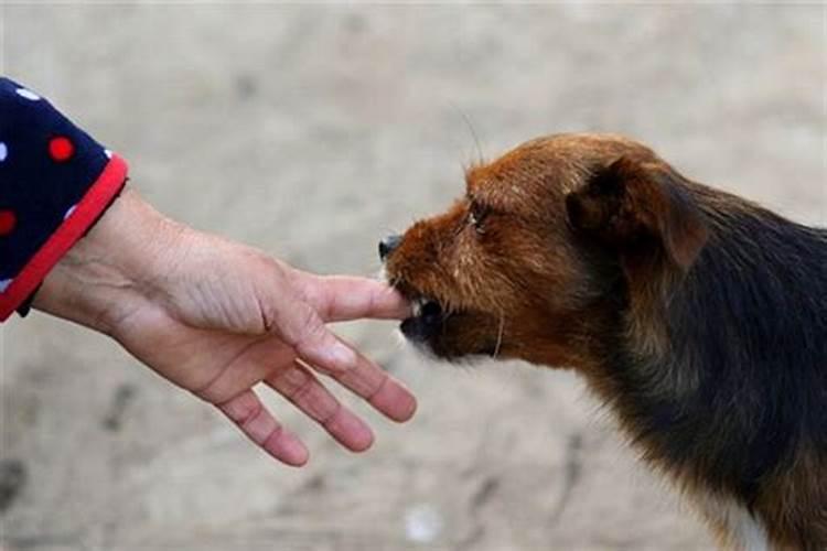 梦见狗咬自己的手是什么预兆