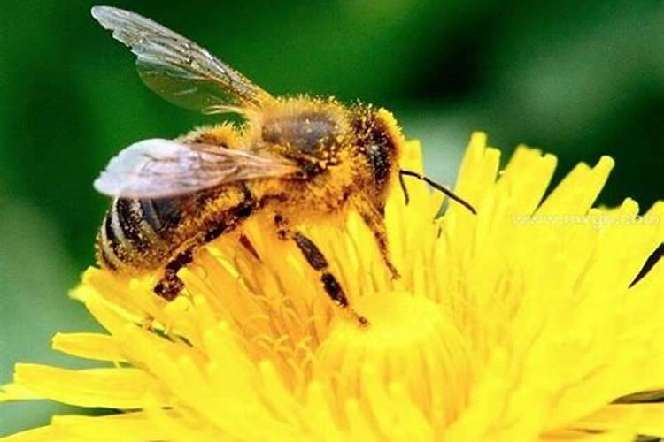 梦到被蜜蜂蛰是什么意思啊