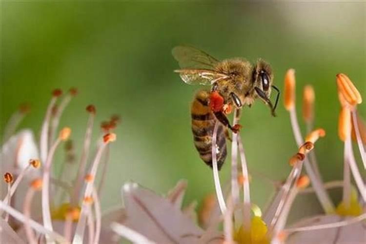 梦到被蜜蜂蛰是什么意思啊
