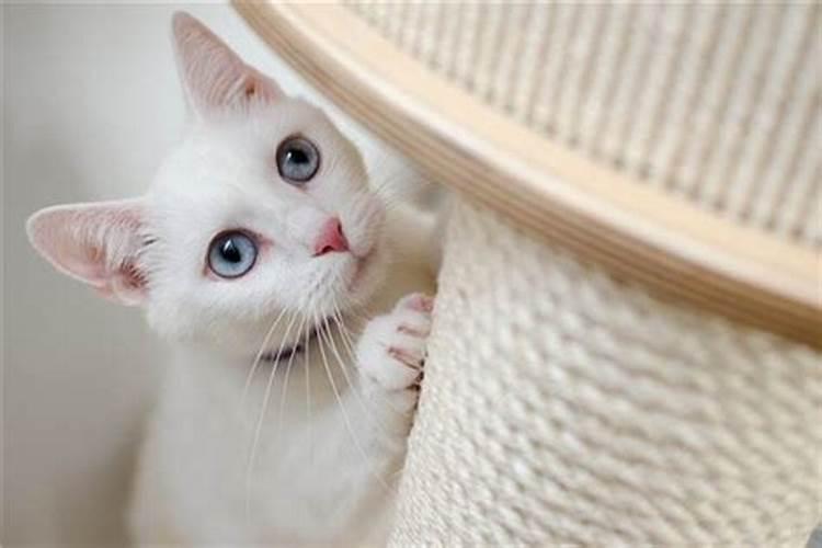 梦见白猫是什么预兆男性