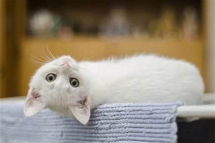 梦见白猫是什么预兆男性