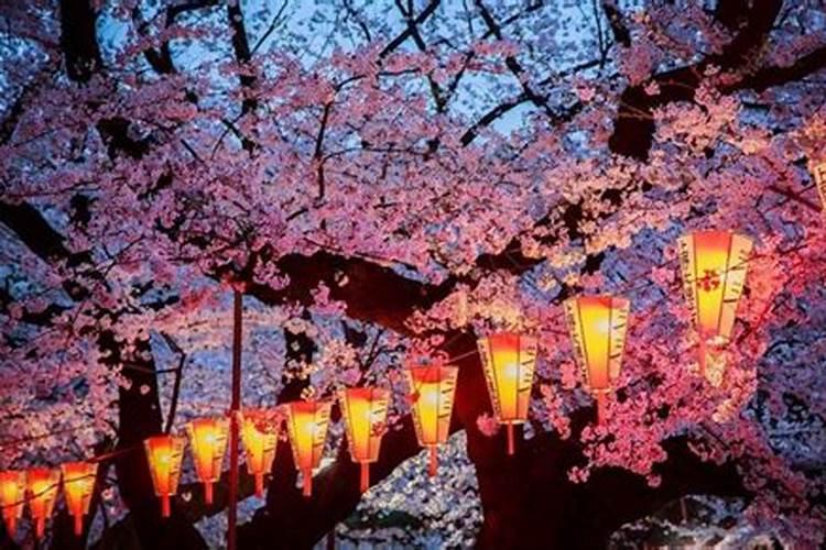 清明樱花祭是真事吗