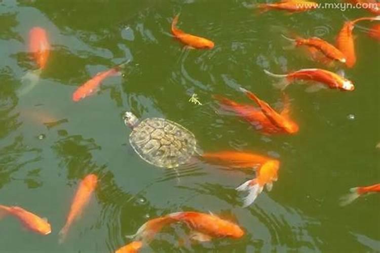 梦见水里有很多鱼和乌龟