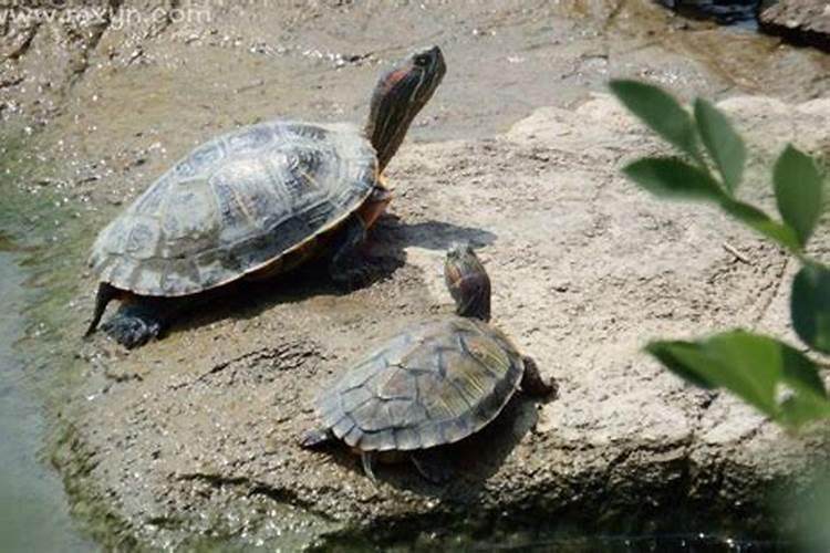 梦见两只乌龟在水里追逐