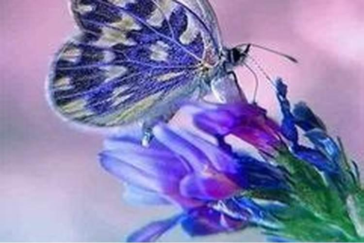 梦见很多漂亮的蝴蝶