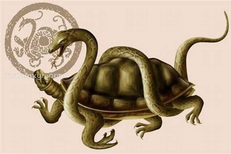 梦到乌龟和蛇预示着什么