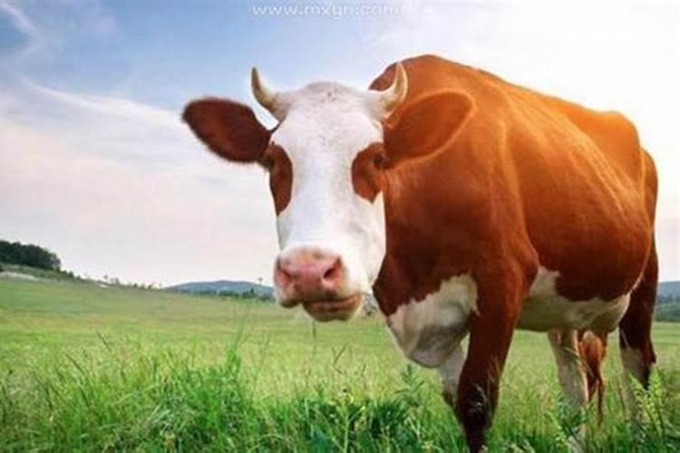 梦见看牛是什么意思