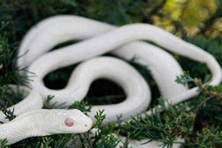 怀孕了梦见一条很大的大白蛇
