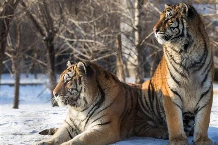 梦见两只老虎进了院子
