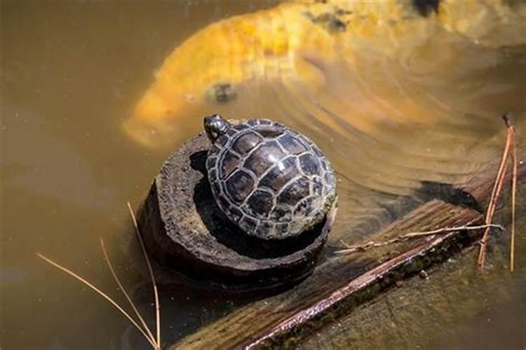 梦见水里有很多乌龟是什么意思