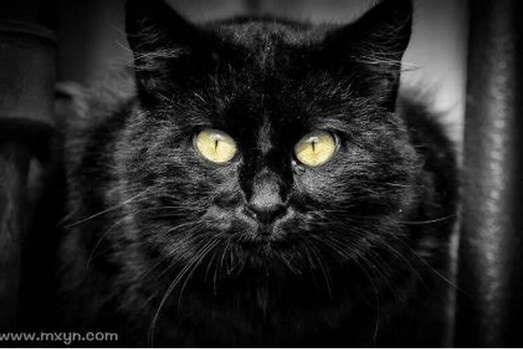 梦见黑猫扑向自己惊醒