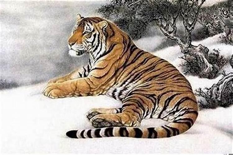 86年冬至出生是属虎