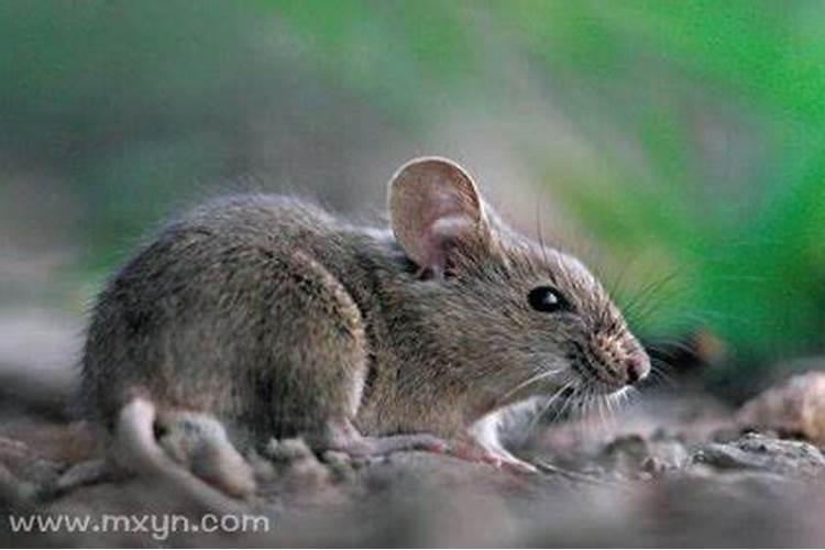 梦到家里有老鼠的十种征兆
