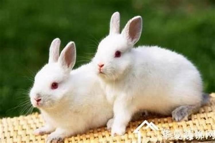 兔和哪个属相能合婚