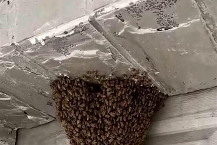 梦见成千上万的蜜蜂在家里