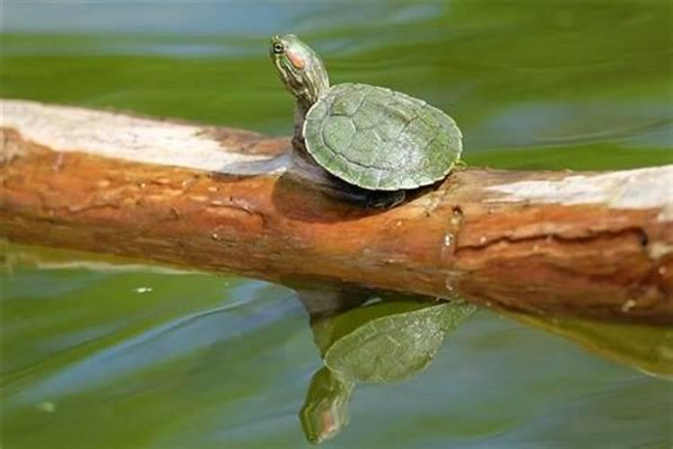 梦见水里很多乌龟在游