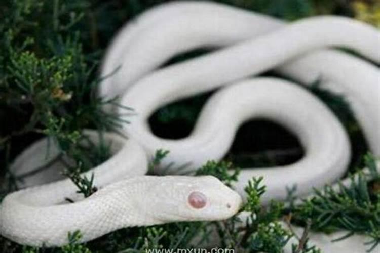 梦到大白蛇和小白蛇预示着什么