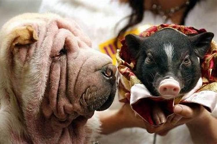 猪男和女狗相配婚姻如何