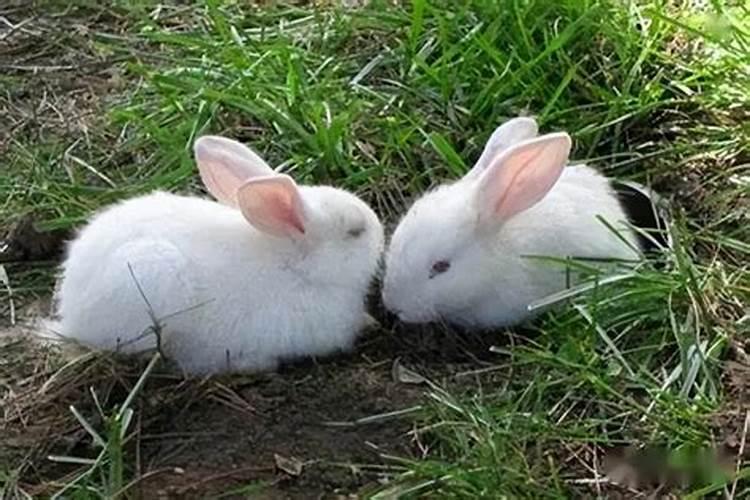 养兔子影响运势吗