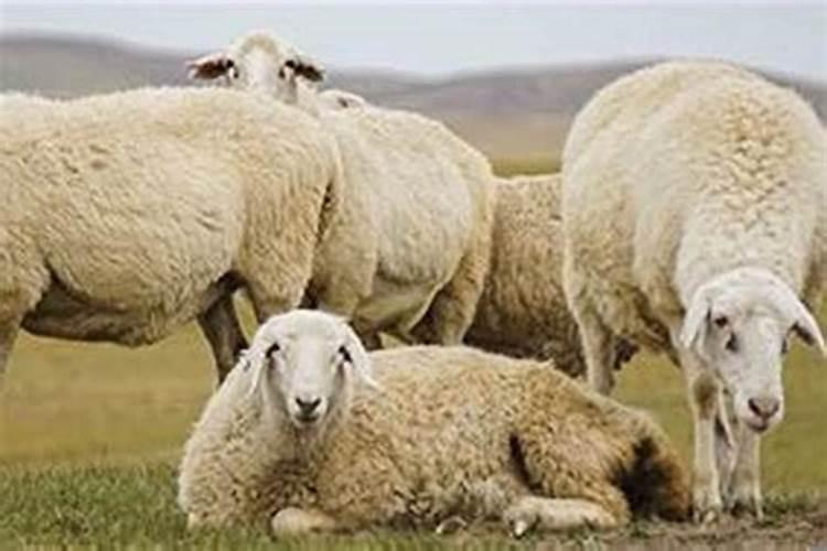 羊与哪些属相合婚